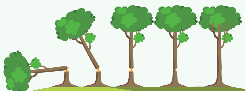 louisville-tree-services-tree-chopped-tree