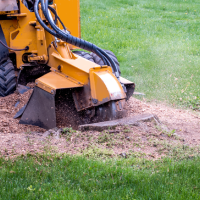 louisville-tree-services-stump-removal
